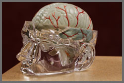 Model of the Human Brain